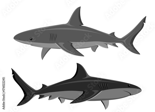 Sharks. Set of two great white sharks isolated on white. Raster.