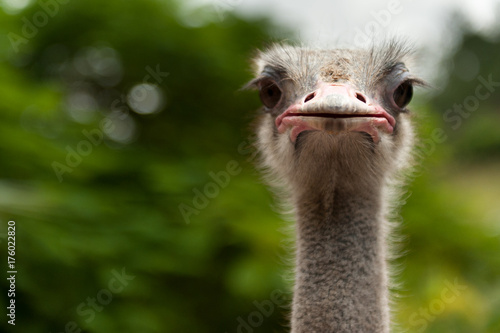 Ostrich head closeup
