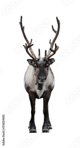 Frontal view of reindeer isolated on a white background. The whole body with antlers.