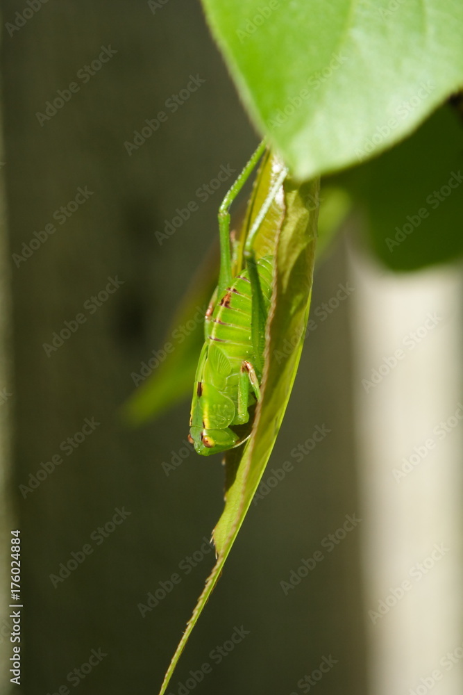 Green Grasshopper on a Nashi leaf
