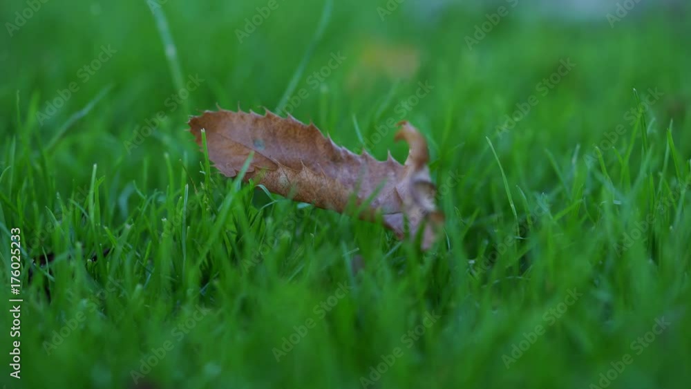 Dead leaf blowing in the wind but doesnt get blown away/autumn/fall vibe