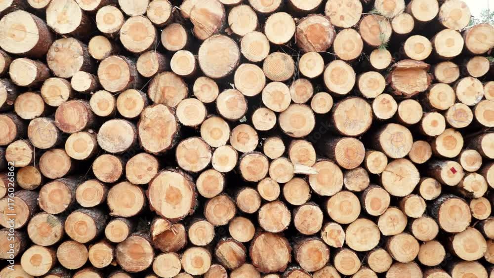 Timber logging in forest. Freshly cut tree wooden logs piled up. Wood storage for industry. 4K ProRes HQ codec Timber logging in forest. Freshly cut tree wooden logs piled up. Wood storage for industry. 4K ProRes HQ codec