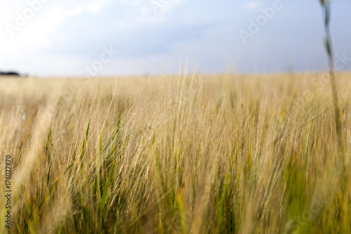 An agricultural field with a crop