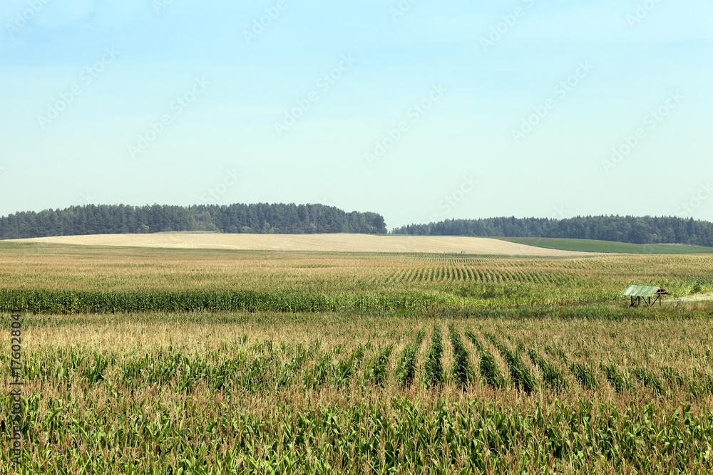Corn field, forest and sky Corn field, forest and sky