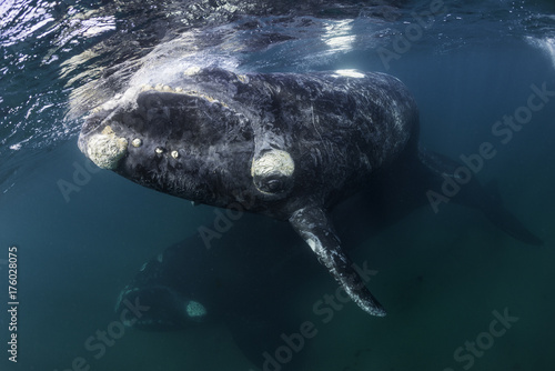 Southern right whale mother and calf underwater view, Nuevo Gulf, Valdes Peninsula, Argentina.