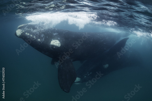 Southern right whales mating, Nuevo Gulf, Valdes Peninsula, Argentina.