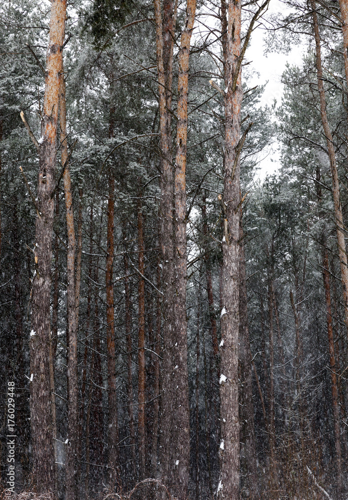Fototapeta premium forest in winter