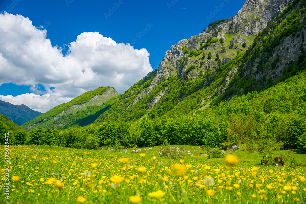 Picturesque flowers in the meadow in the high mountains.