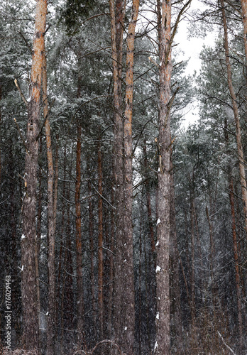 forest in winter