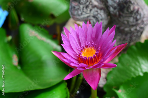 purple lotus with fresh yellow pollen and purple - pink petals with green leaves