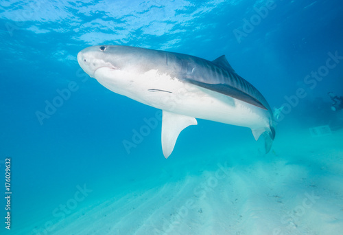 Tiger shark, Tiger Beach, Grand Bahama, The Bahamas. © wildestanimal