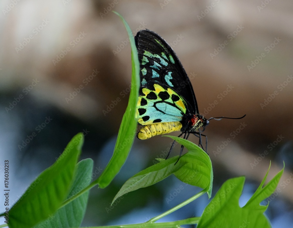Obraz premium Teal Butterfly on Curved Leaf