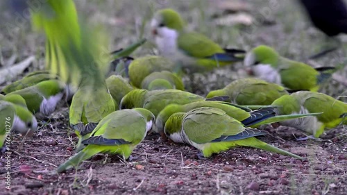 Flock of Monk Parakeet (Myiopsitta monachus) and Giant Cowbird (Molothrus oryzivorus) eat seed on the ground. Image in the Pantanal Biome. Mato Grosso do Sul state, Central-Western - Brazil. photo