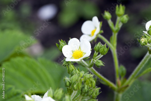 White strawberry flowers in May