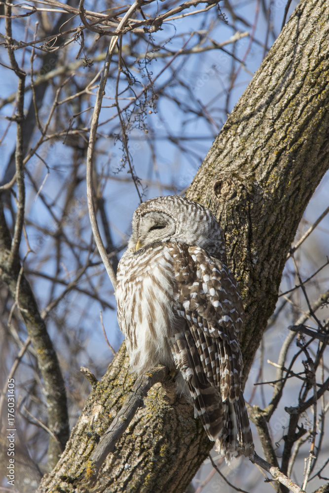 Obraz premium Barred Owl in winter