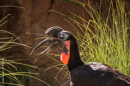 Abyssinian ground hornbill, Bucorvus abyssinicus, bird photo