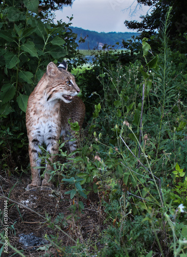 Hunting bobcat surveys a field edge by a Virginia river