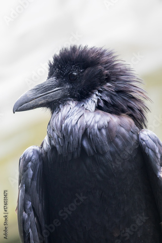Common raven in profile