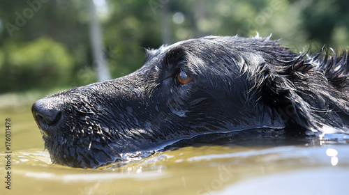 Flat coat retriever swims in a Virginia river