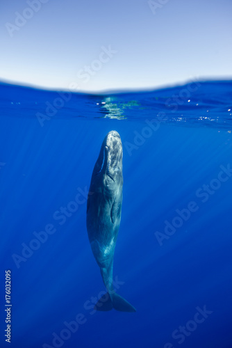 Sperm whale resting near the surface, Indian Ocean, Mauritius. photo