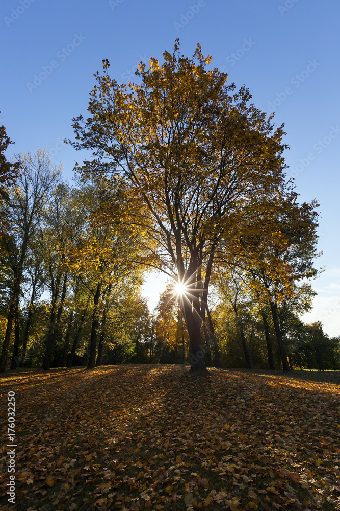 yellowed maple trees in autumn