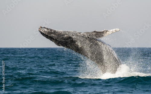 Humpback whale breaching during the annual sardine run along the east coast of South Africa.