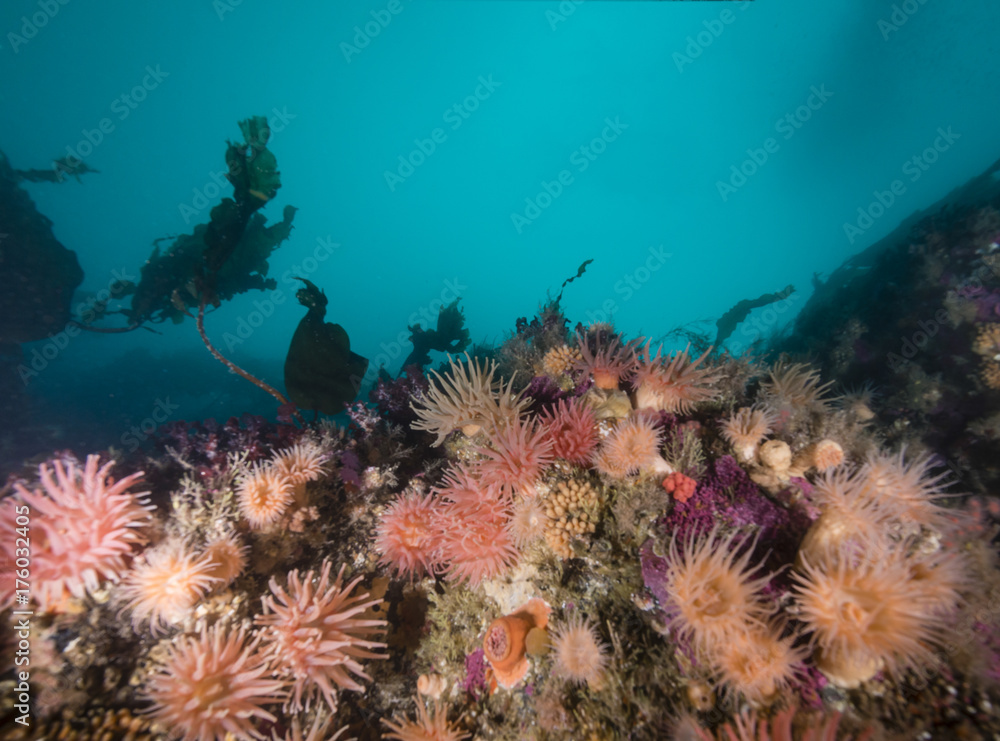 Obraz premium Cold water anemones in an arctic reef scene, northern Svalbard,