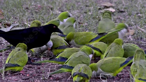 Flock of Monk Parakeet (Myiopsitta monachus) and Giant Cowbird (Molothrus oryzivorus) eat seed on the ground. Image in the Pantanal Biome. Mato Grosso do Sul state, Central-Western - Brazil. photo