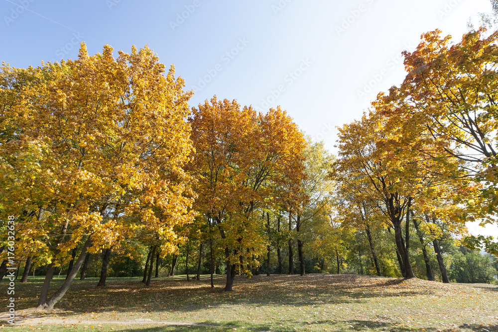 yellowed maple trees in the fall yellowed maple trees in the fall