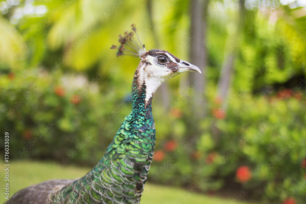 beautiful peacock is walking in the garden beautiful peacock is walking in the garden