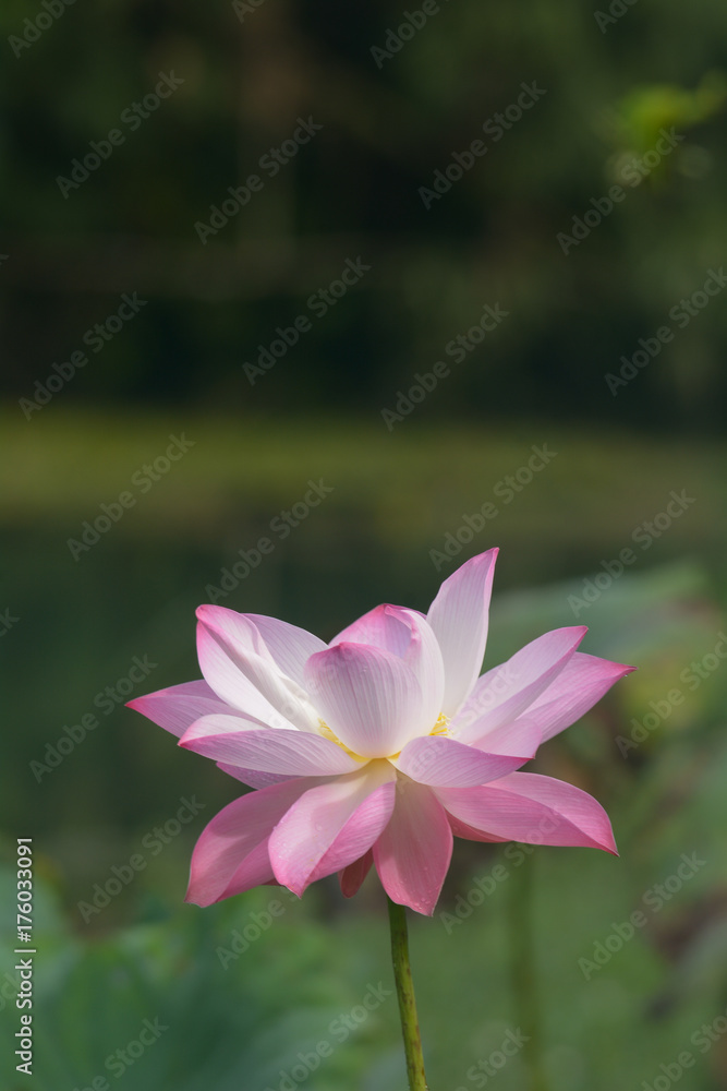 Obraz premium Indian Lotus