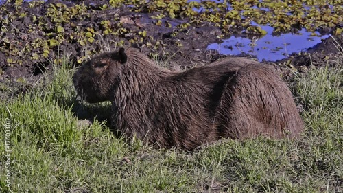 Capybara (Hydrochoerus hydrochaeris) rests lying on grass. Image in the Pantanal Biome. Mato Grosso do Sul state, Central-Western - Brazil. photo