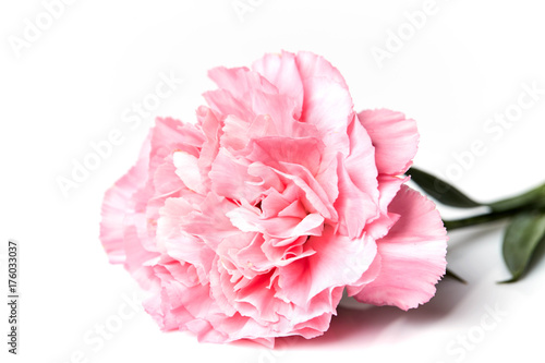 pink carnation flower isolated on white