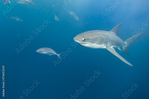 Great white shark  Neptune Islands  South Australia.