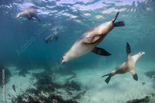 Australian sea lion underwater view  Neptune Islands  South Australia.