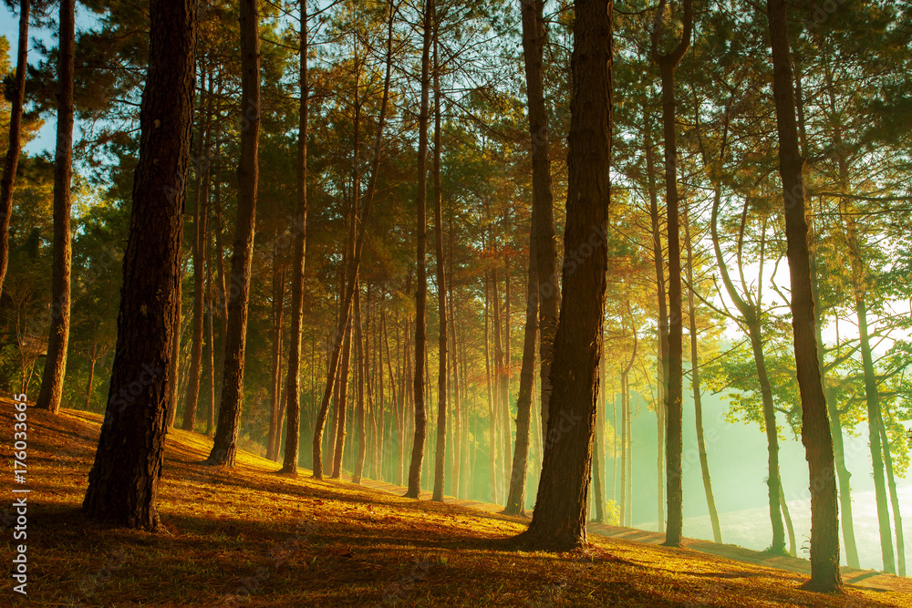 Obraz premium beautiful sun light in pine forest of pang ung maehong sorn most popular winter traveling destination in northern of thailand