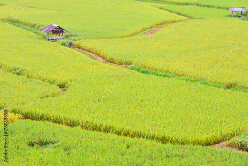 Green rice filde in Pua Nan Thailand.