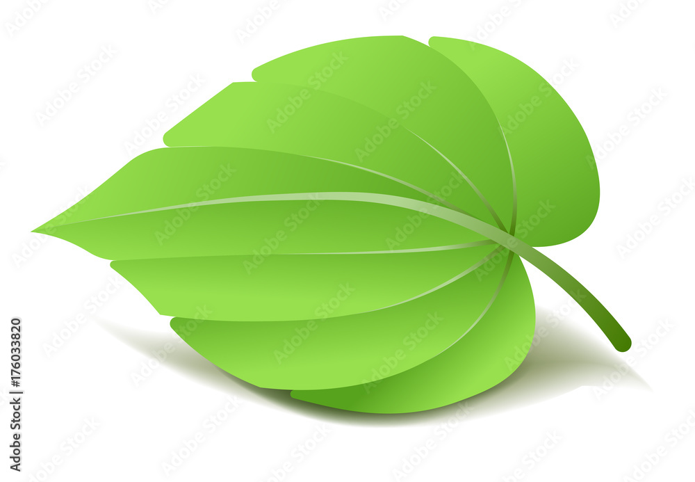 Obraz premium Realistic Green Leaf. Vector Illustration isolated