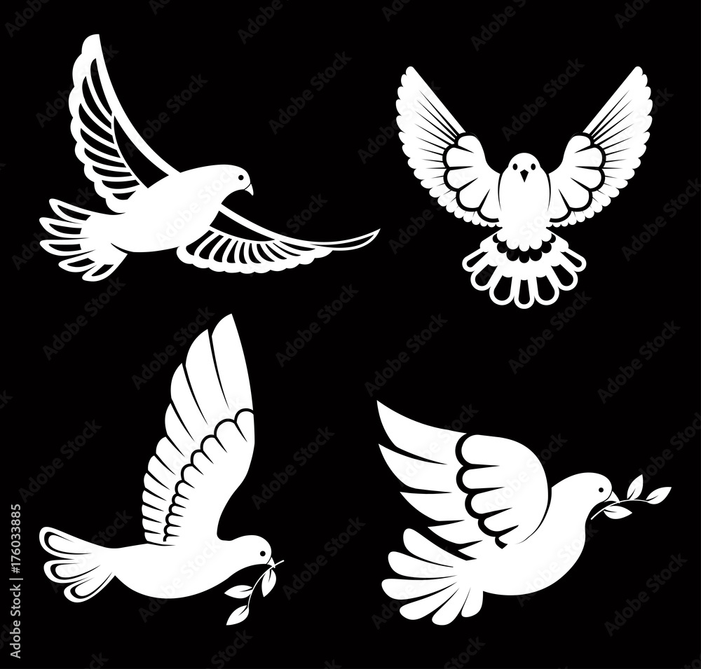 Obraz premium Pigeon or dove, white bird flying with spread wings in sky or sitting set.