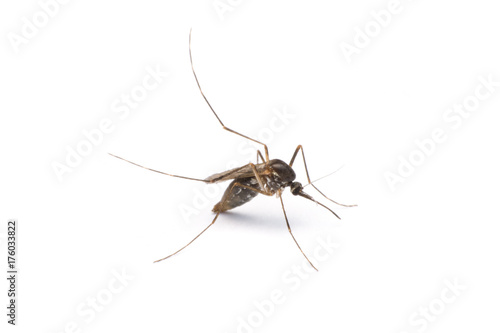 Mosquito isolated on white background © Achira22