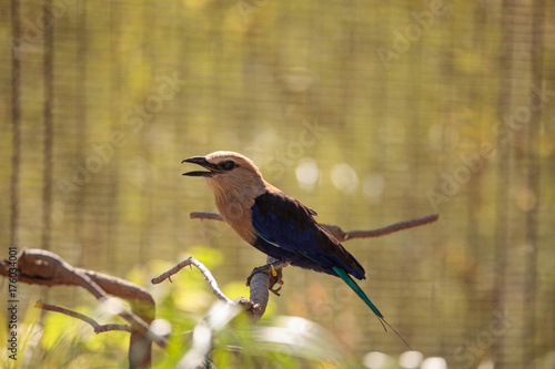 Blue-bellied roller called Coracias cyanogaster photo