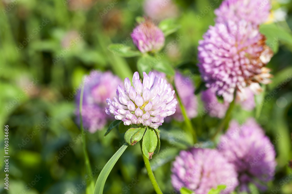 Red clover, field