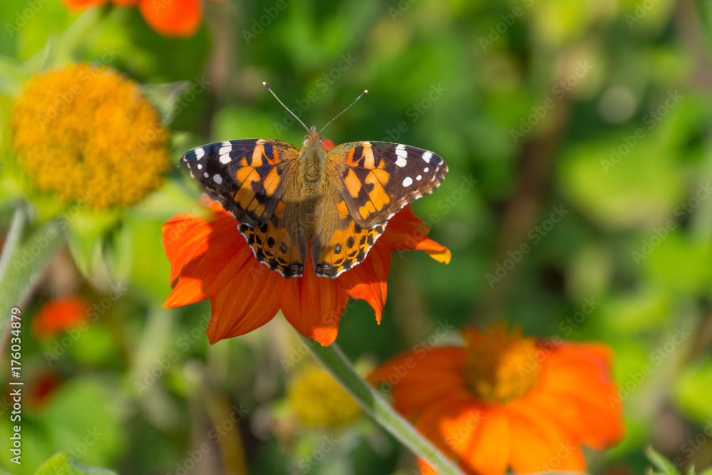 Painted Lady Butterfly sitting on a bright orange Gerbera daisy. Photographed in sunlight with a shallow depth of field. Painted Lady Butterfly sitting on a bright orange Gerbera daisy. Photographed in sunlight with a shallow depth of field.