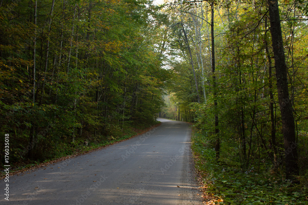 Road through a forest with the changing leaves of early fall. Many leaves are still green while some are gold and rust. Photographed in natural light.