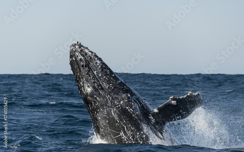 Humpback whale breaching during the annual sardine run along the east coast of South Africa. © wildestanimal