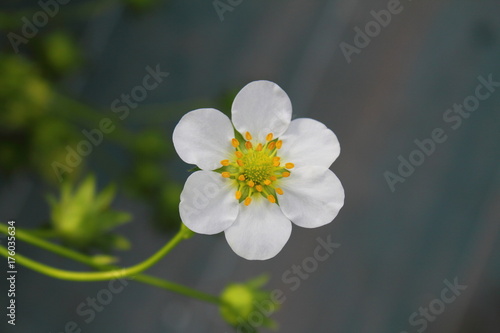 Strawberry Flower / Strawberry flowers bloomed in Japanese strawberry farmers