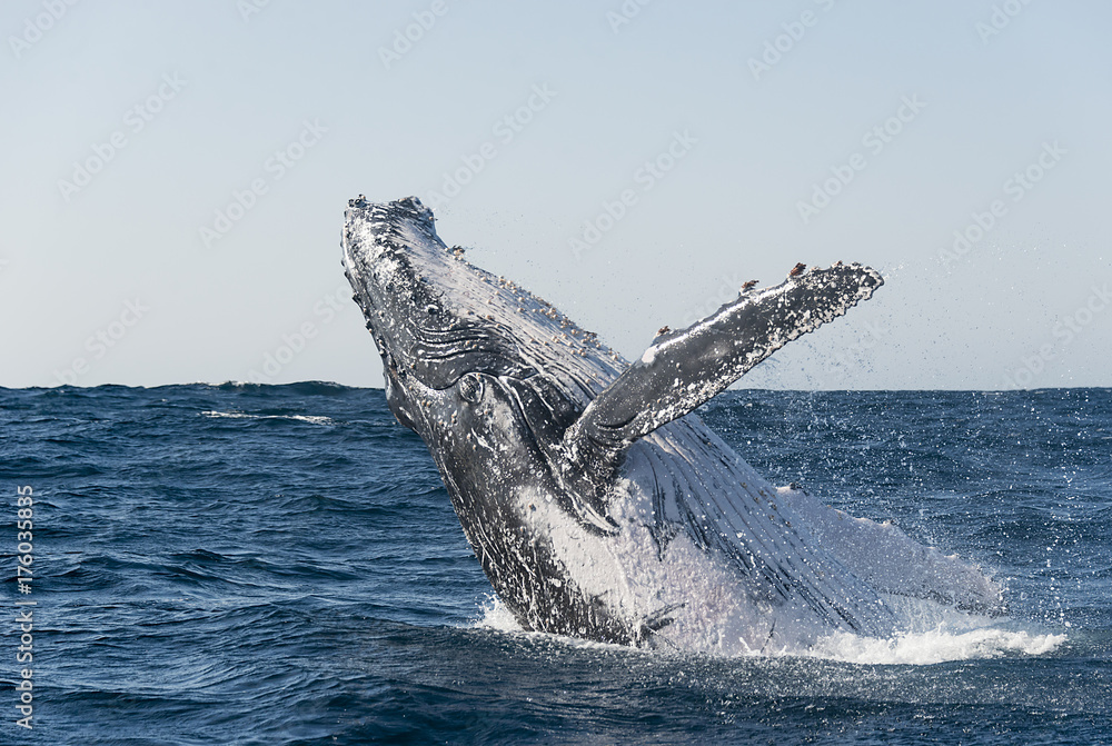 Fototapeta premium Humpback whale breaching during the annual sardine run along the east coast of South Africa.