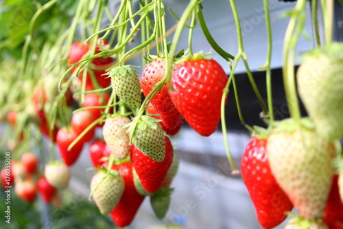 Strawberry / strawberry in the farm at spring
