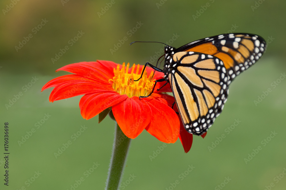 Close up of a Monarch butterfly feeding on the pollen of bright orange gerbera daisy. Photographed with shallow depth of field in natural light. Close up of a Monarch butterfly feeding on the pollen of bright orange gerbera daisy. Photographed with shallow depth of field in natural light.