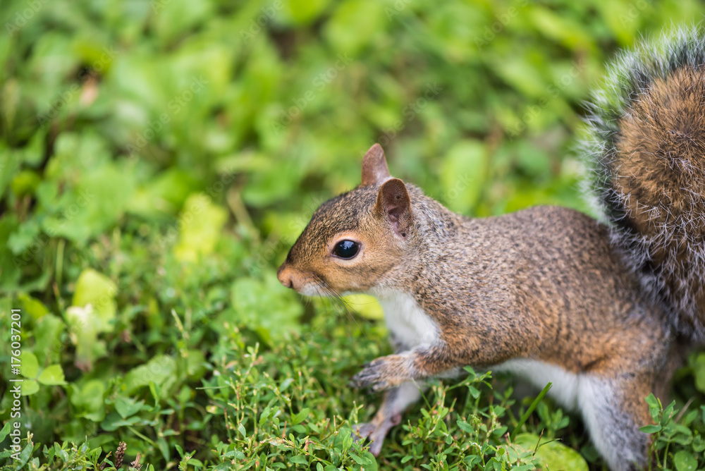 Squirrel Squirrel